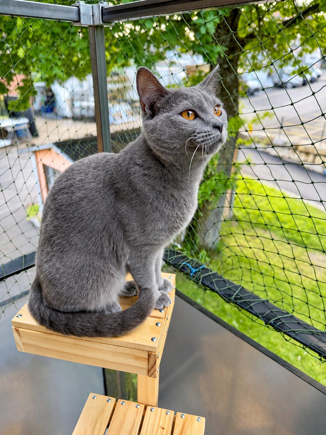Portrait de Chartreux